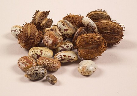 ricin fonctionnement digestif